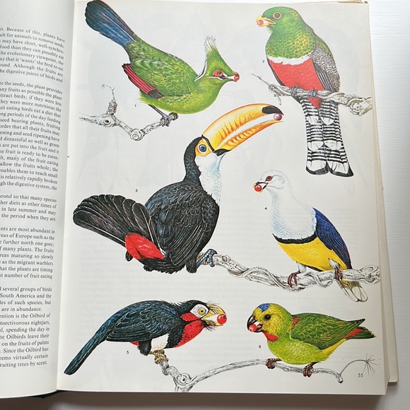 The Ultimate Bird Book - Picture 3 of 8